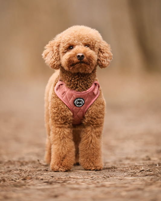 roze velvet hondentuig van Soof's Pet Supplies op kleine hond (labradoodle)