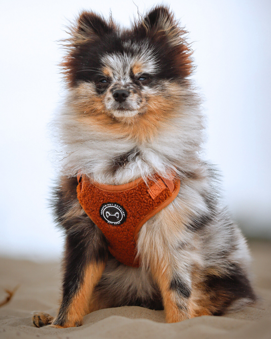 Hondentuig Teddy Walks Cognac met Extra Neksluiting
