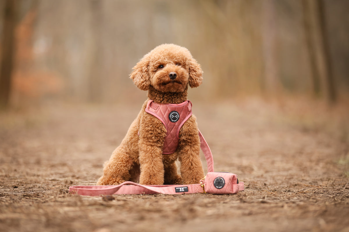 Labradoodle draagt de complete roze velvet set. Deze bestaat uit een hondentuig, hondenriem en poepzakjeshouder.