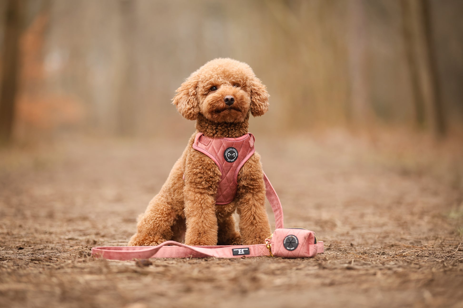 Labradoodle draagt de complete roze velvet set. Deze bestaat uit een hondentuig, hondenriem en poepzakjeshouder.