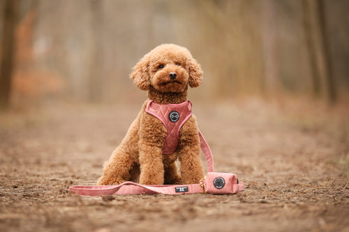 Labradoodle draagt de complete roze velvet set. Deze bestaat uit een hondentuig, hondenriem en poepzakjeshouder.