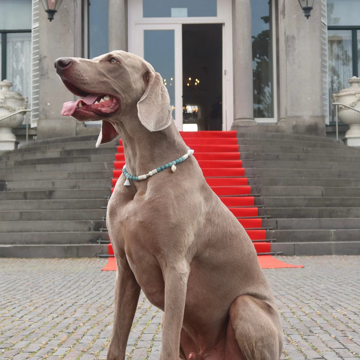 Hond met stijlvolle EM-X tekenband van Soof’s Pet Supplies tijdens een wandeling