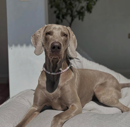 Hond met stijlvolle EM-X tekenband met rozenkwarts van Soof’s Pet Supplies